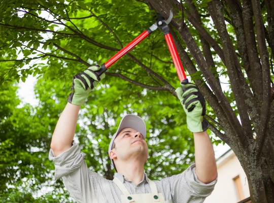 Tree Trimming - Land and Tree Removal