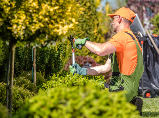 Tree Trimming Services - Land and Tree Removal