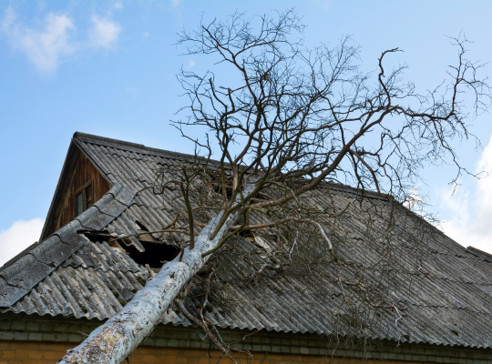 Prevent Property Damage - Land and Tree Removal