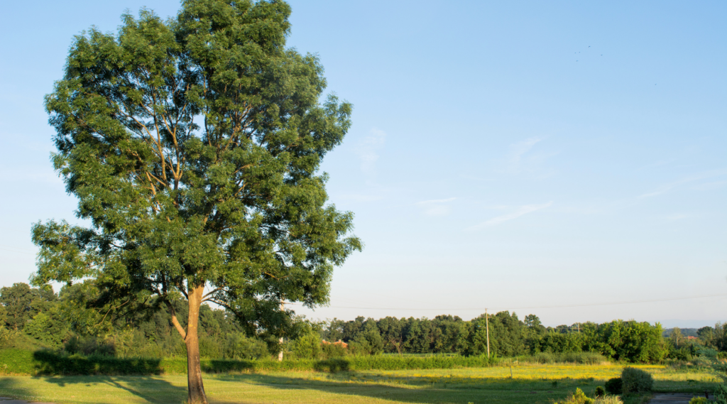 Ash Tree