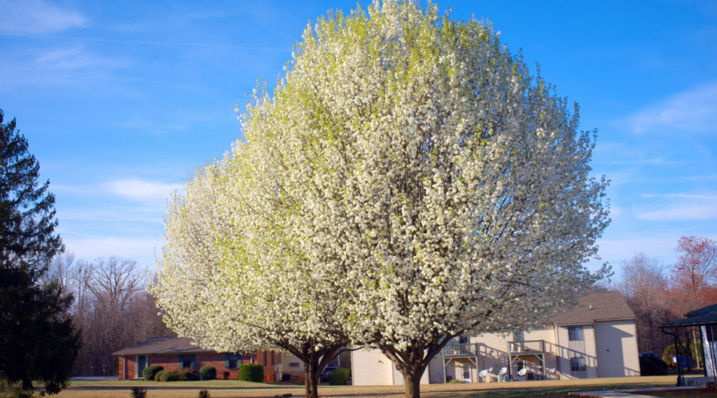 Bradford Pear