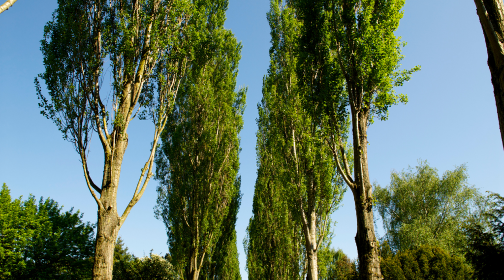 Poplar Trees