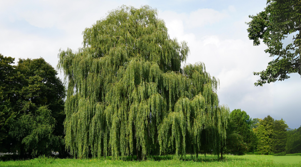 Willow Tree