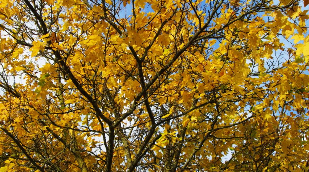 Norway Maple