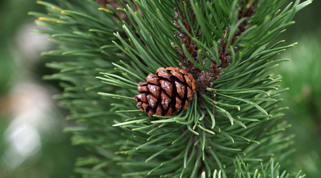 Pine Tree